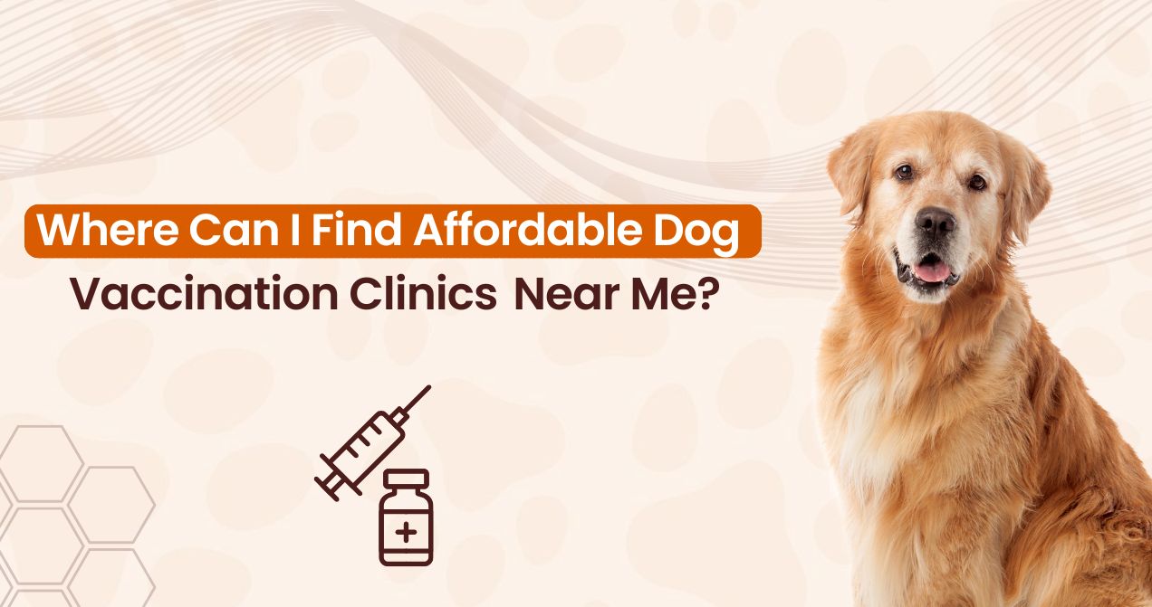 Where Can I Find Affordable Dog Vaccination Clinics Near Me?